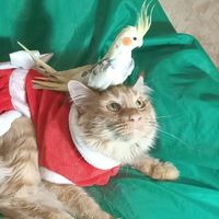 оригинальный звук - Smart Cats tv