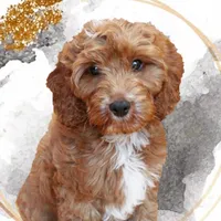 original sound - cockap00milo