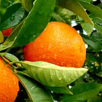 original sound - apel_sin005