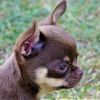 chihuahua.lover.christin