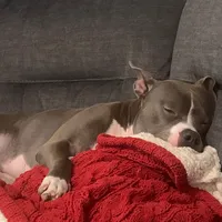 original sound - lolabear90