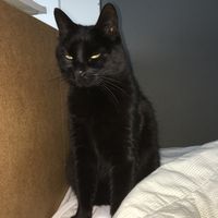 Whatuworried4 full edition