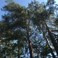 original sound - nikola_1914