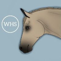 wildheartstables