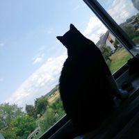 meinekatzenwelt01