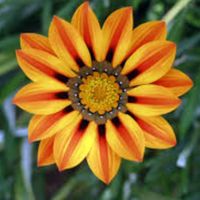 black_flame219