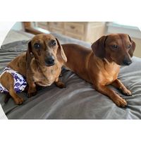 2littledoxiedogs