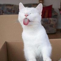 beautifull_cats