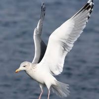 الصوت الأصلي - محمد اشرف محمد