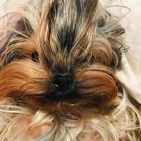ellie_silly_pup12