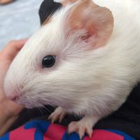 angelina_the_guineapig