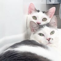 pinkyandtheprincess