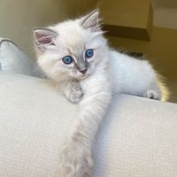 dollytheragdoll