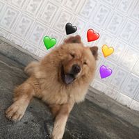 doguinho_richard70