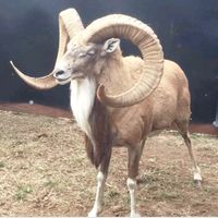 maak1sultanialivestock