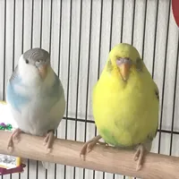 original sound - birdies__
