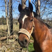 equii._horse