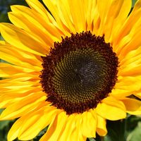 aestheticflowers_34