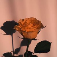 tweets.and.quotes1