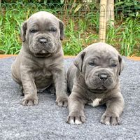 truenorthcanecorso