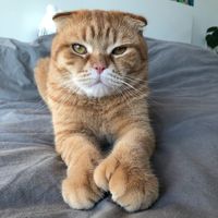 mittensthescottishfold