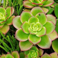 original sound - lozbel1