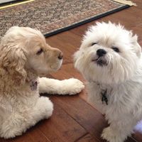 doggosfortheuniverse