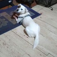 pedroluna71