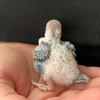 budgie__life