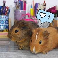 meus_porquinhos
