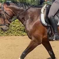 dressage.kings