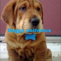 doggo_aethetics
