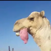 original sound - geeljirehore45