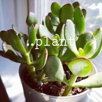 ..plant