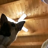 lilla.cagnolina
