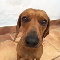 bella.dog04