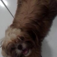 lupe_dog
