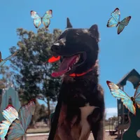 original sound - finnthemalinois