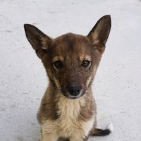 оригинальный звук - mistersky