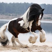 horse.edit.x