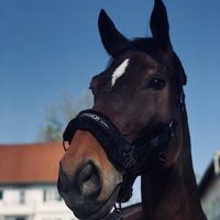 westfale_dunkelbraun