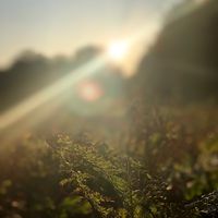 golden_.aesthetic.s