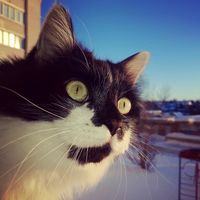 оригинальный звук