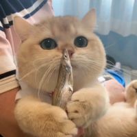 オリジナル楽曲