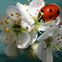 ladybird_2007