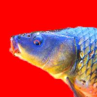 оригінальний аудіозапис