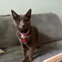 original sound - smokyisacat