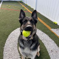 logannthegsd