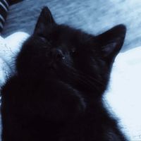kitten.mittens44