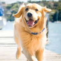 original sound - curlinglovers